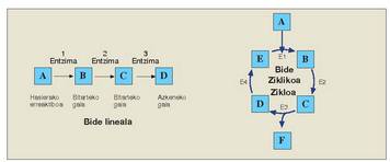 1. Irudia: Bide metabolikoak osatzen dituzten ondoz ondoko urratsetan entzimek parte hartzen dute. Bide metaboliko linealak hasierako erreaktibotik abiaturik azken buruko gai bat lortzea ondorio duten erreakzioen segidak dira. Bide metaboliko ziklikoetan, berriz, lehen sustantziak (A) lehenagotik ere bazen beste sustantzia batekin (B) erreakzionatzen du; eraldaketa sail baten ondoren gai bat lortzen da (F), eta lehenengo erreaktiboa finkatzen den sustantzia berreskuratzen da (E).<br><br>